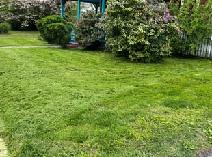 Lindsay S.'s Lawn Mowing Service service result