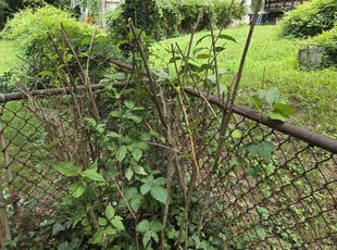 Bush Trimming by Luis Velasco Iraheta for Camille N. in Mount Rainier, MD