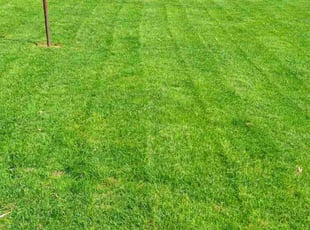 Erik L.'s Grass Cutting service result