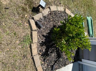 Weeding by Quincy D. for Niesha B. in Charlotte, NC