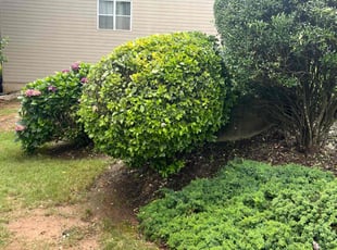Bush Trimming by Jonathan Clark for Robert . in Auburn, GA