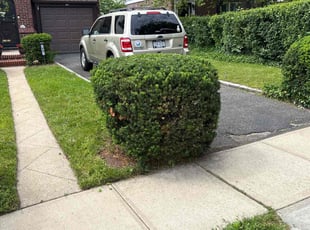 Bush Trimming by Nicholas Harvey for Rose C. in Lynbrook, NY