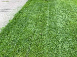 Shatrinia E.'s Lawn Mowing Service service result
