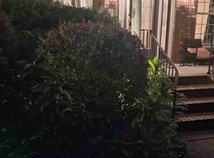 Bush Trimming by Arenzo Whitfield for Purvi S. in Apex, NC