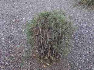 Bush Trimming by Chris Hawk for William V. in Phoenix, AZ