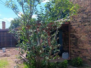 Cleanups by Gralin Johnson for Kim M. in Arlington, TX