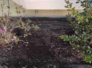 Weeding by Warren Thomas for Emily W. in New Orleans, LA