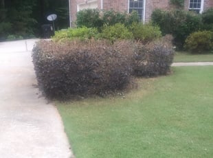 Bush Trimming by Mark Redden for Peter W. in College Park, GA