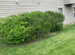 Bush Trimming by Jared Wright for Armond F. in Liberty Township, OH