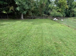 Dominique C.'s Grass Cutting service result