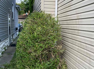 Lewis B.'s Cleanups service result