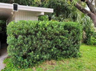 Bush Trimming by Edgar Ramos for Andrea L. in Apollo Beach, FL