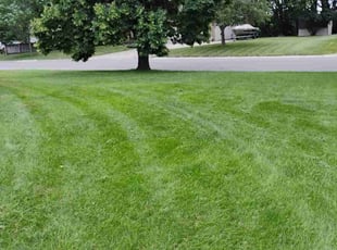 Barbara C.'s Yard Cutting service result