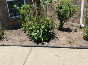 Weeding by Manuel Nunez for Jessica P. in Cypress, TX