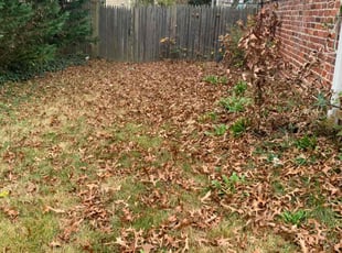 Weeding by candelario castillo for Cherrie H. in Arlington, VA