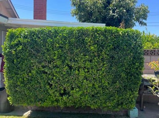 Bush Trimming by Fernando Gomez Rodriguez for Tevis B. in Cypress, CA