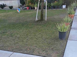 David D.'s Yard Cutting service result