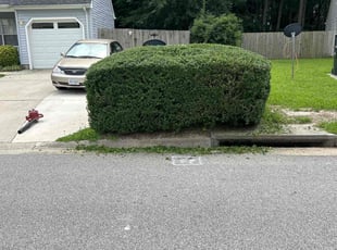 Bush Trimming by Dominic Sexton for Lynden F. in Suffolk, VA