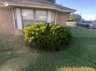 Bush Trimming by Dustin Rucker for Vicky H. in Haslet, TX