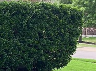 Bush Trimming by Rene Gabriel Ramirez for William L. in Georgetown, TX
