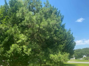 Bush Trimming by Daniel Orgain for Jim F. in Garner, NC