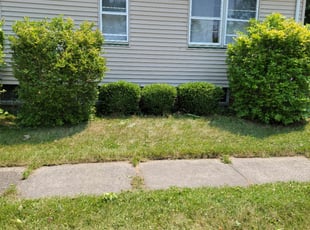 Bush Trimming by Kenneth Macasek for Parker K. in Cleveland, OH