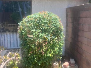 Bush Trimming by Fernando Gomez Rodriguez for Calene H. in Buena Park, CA