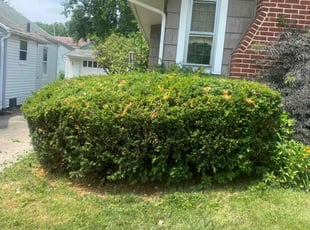 Bush Trimming by Phillip Crews for Robert F. in Toledo, OH