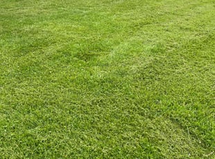 Benjamin M.'s Lawn Mowing service result