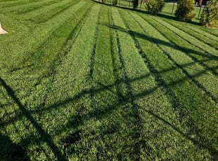 Lisa H.'s Yard Cutting service result