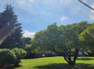 Pat A.'s Lawn Mowing service result