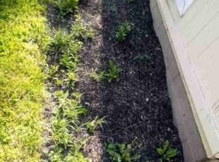 Weeding by Brittany Keeran for Jessica J. in Columbus, OH