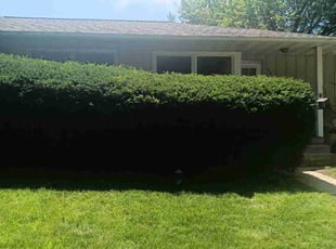 Bush Trimming by Jennifer Owens for Bobbie K. in Madison, WI