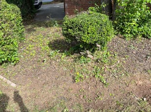 Bush Trimming by Kenneth Pope for Miranda B. in Acworth, GA