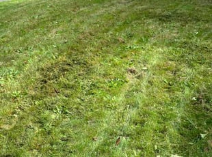 Deidre M.'s Grass Cutting service result