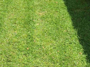 Norma J.'s Lawn Mowing service result