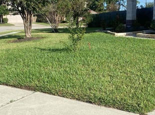 Nancy F.'s Lawn Mowing Service service result