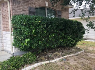 Bush Trimming by Randy Kingdon for Bo D. in Buda, TX