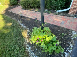 Weeding by Khalim Yularnis for Amani A. in Gainesville, VA