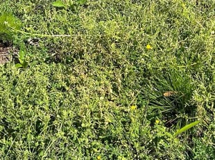 Weeding by James Mozelle for christopher g. in Norfolk, VA