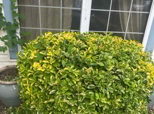 Bush Trimming by Desean Bennett for Shannon M. in Waldorf, MD