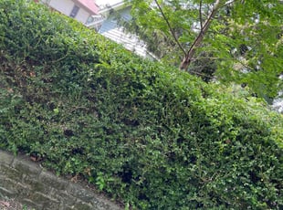 Bush Trimming by Hosea Williams for Marilyn P. in Columbus, OH