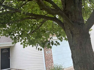 Landscaping by Clay Allen for Addie B. in Westfield, IN