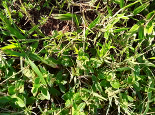 Cleanups by Earnest Little for Vince T. in New Port Richey, FL