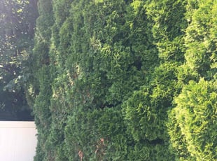 Landscaping by Allison Conley for Tywanna T. in Wilkes-Barre, PA