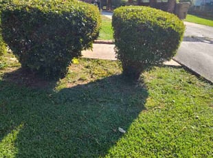 Bush Trimming by Arey Cooper for Octavia B. in Atlanta, GA
