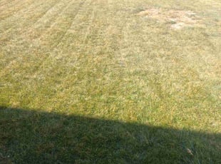 TaKeesha W.'s Lawn Care service result