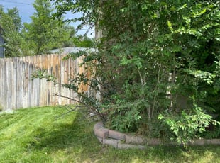 Bush Trimming by Lucas Hunt for Michael W. in Colorado Springs, CO