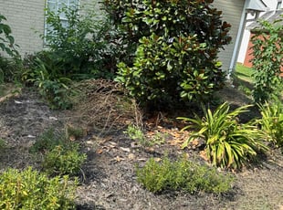 Weeding by Anthony Adams for Phillip M. in Madison, AL