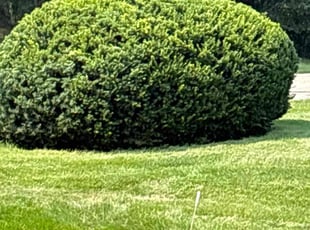 Alyse C.'s Bush Trimming service result